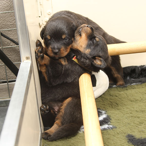 a2-nest week 3 pupfoto 3k