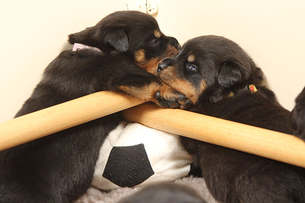 a2-nest week 3 pupfoto 3o