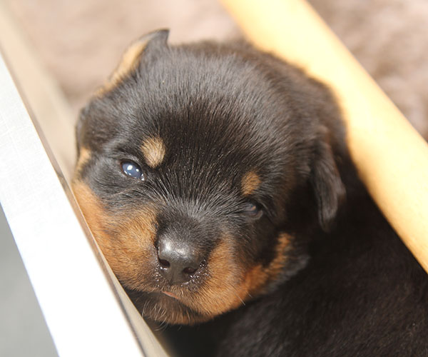 a2-nest week 3 pupfoto 3q