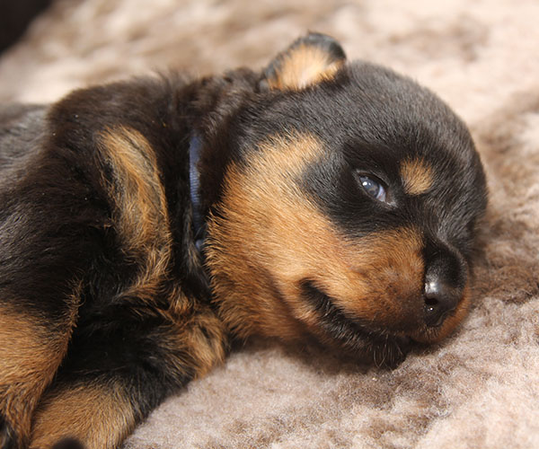 a2-nest week 3 pupfoto 3r