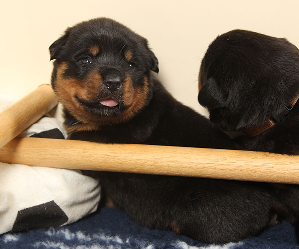 a2-nest week 3 pupfoto 3s