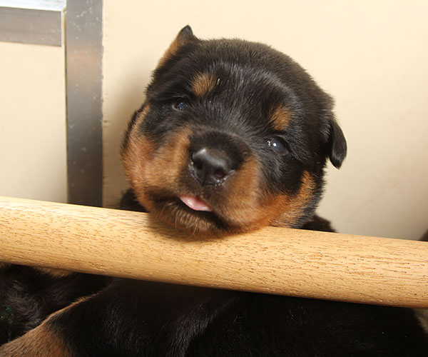 a2-nest week 3 pupfoto 3t