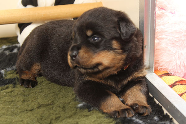 a2-nest week 3 pupfoto 3v