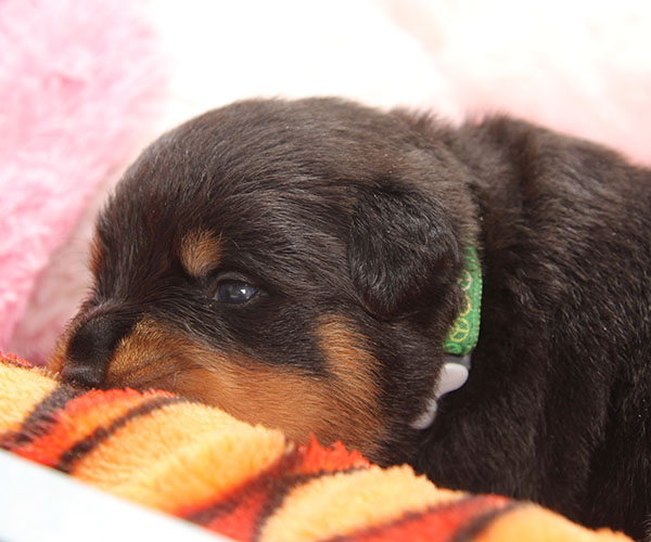 a2-nest week 3 pupfoto 3x