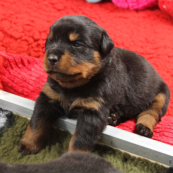 a2-nest week 3 pupfoto 3y