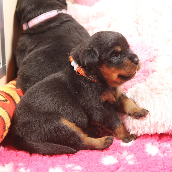 a2-nest week 3 pupfoto 3z