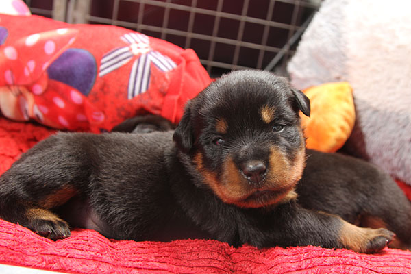 a2-nest week 3 pupfoto 3za