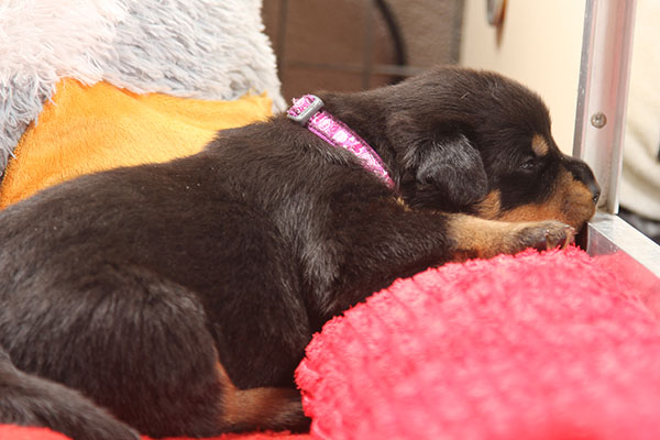 a2-nest week 3 pupfoto 3zc