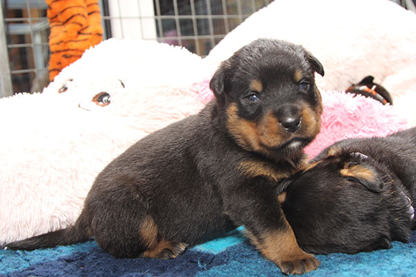 a2-nest week 3 pupfoto 3zd