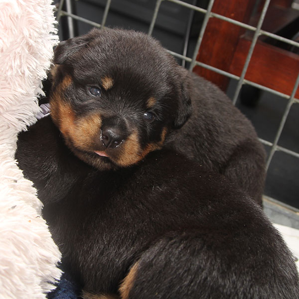 a2-nest week 3 pupfoto 3ze