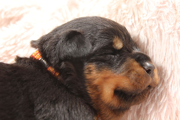 a2-nest week 3 pupfoto 3zg