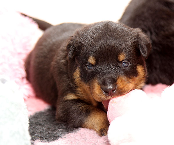 a2-nest week 4 pupfoto 4a