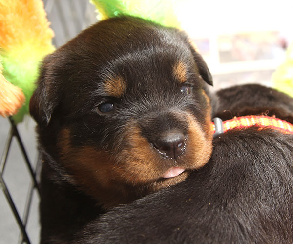 a2-nest week 4 pupfoto 4b