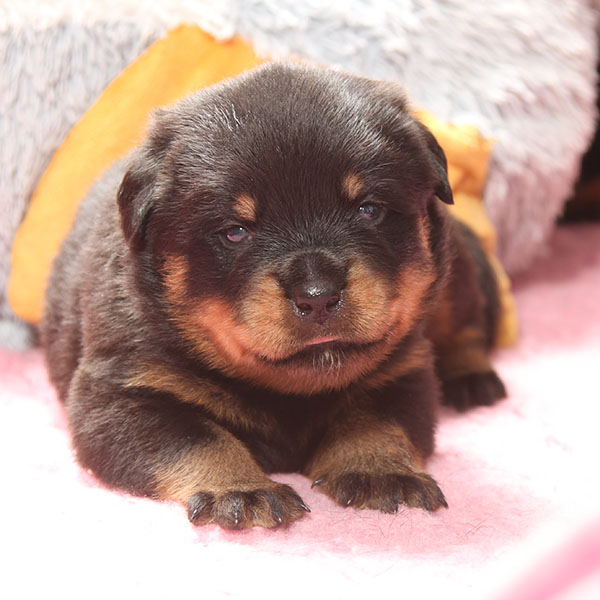 a2-nest week 4 pupfoto 4c