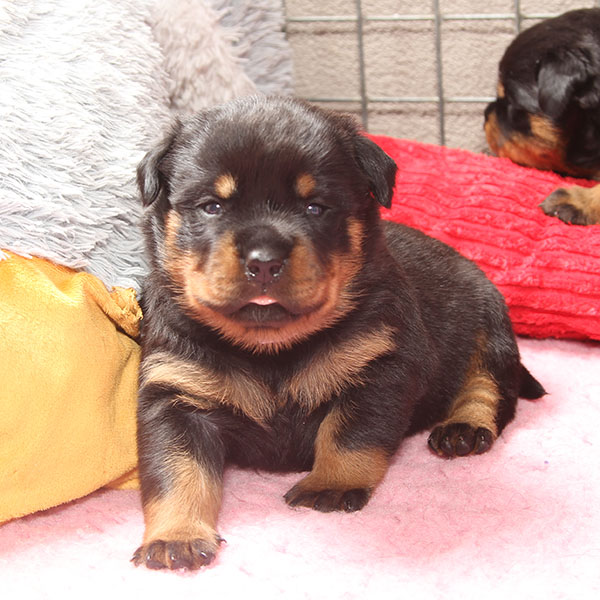 a2-nest week 4 pupfoto 4d