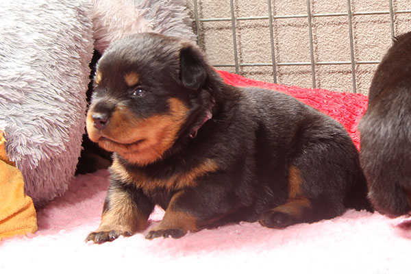 a2-nest week 4 pupfoto 4h