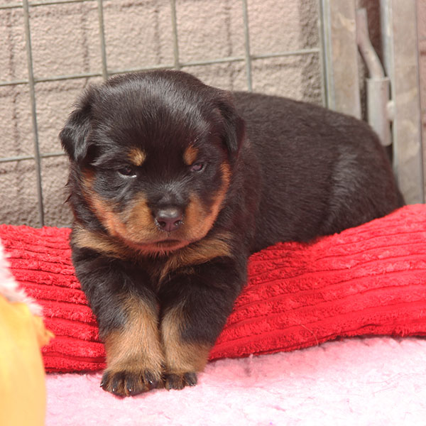 a2-nest week 4 pupfoto 4i