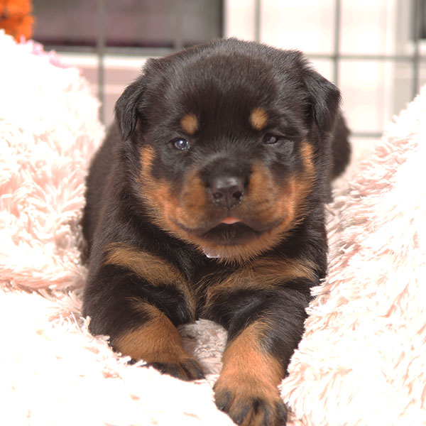 a2-nest week 4 pupfoto 4j