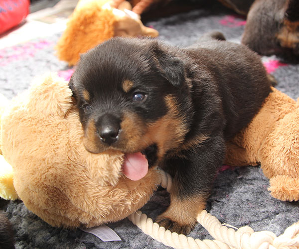 a2-nest week 4 pupfoto 4m