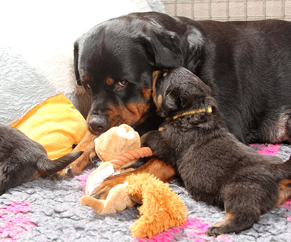 a2-nest week 4 pupfoto 4n