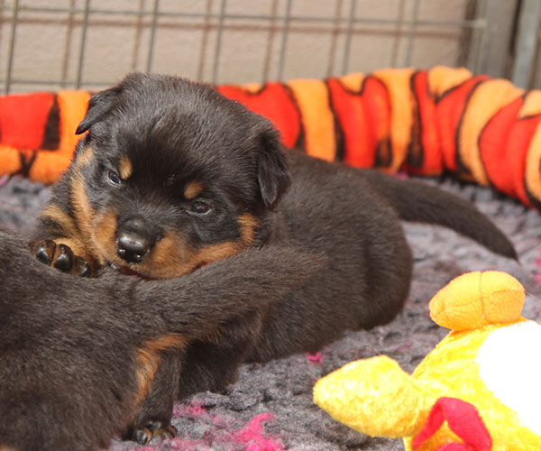 a2-nest week 4 pupfoto 4q