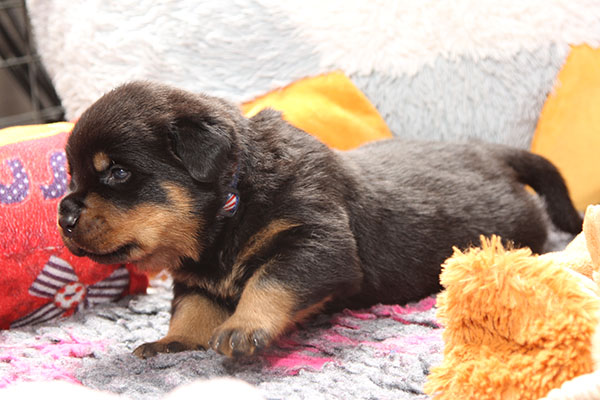 a2-nest week 4 pupfoto 4s