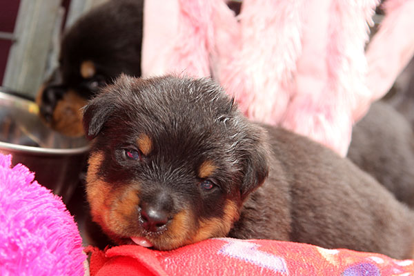 a2-nest week 4 pupfoto 4t