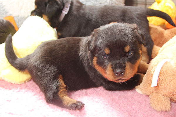 a2-nest week 4 pupfoto 4x