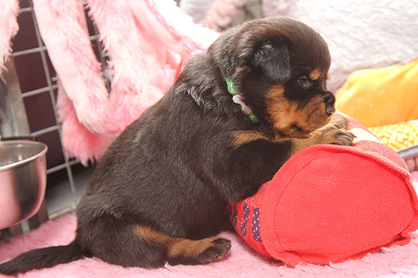 a2-nest week 4 pupfoto 4z