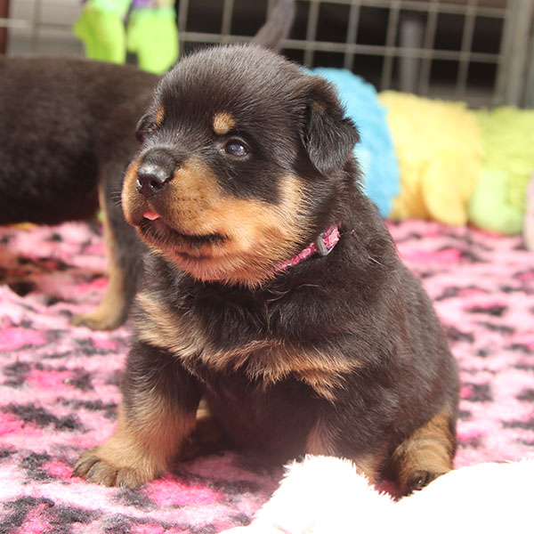 a2-nest week 4 pupfoto 4za