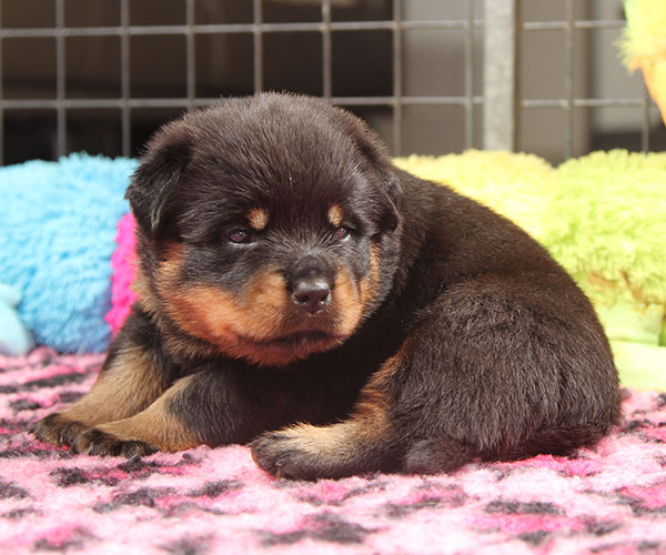 a2-nest week 4 pupfoto 4zc