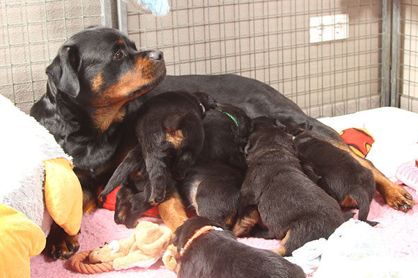 a2-nest week 4 pupfoto 4ze