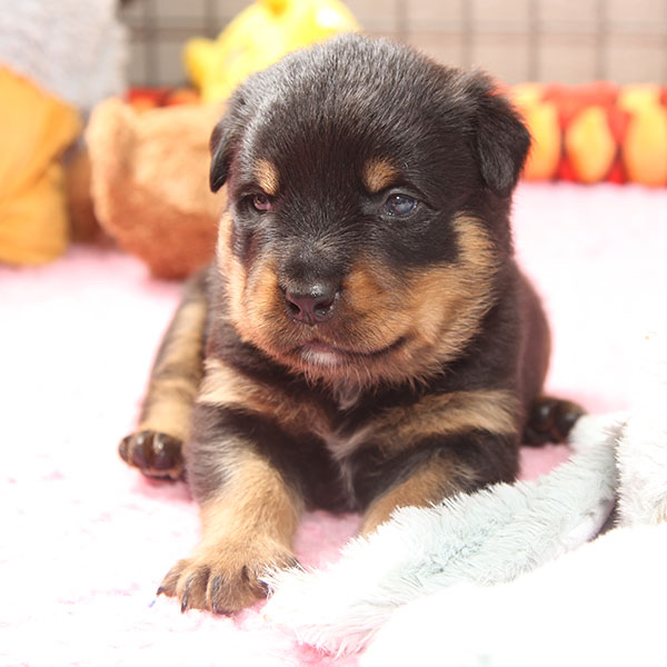 a2-nest week 4 pupfoto 4zg