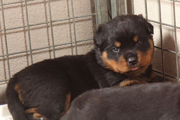 a2-nest week 4 pupfoto 4zo