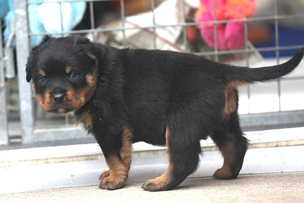 a2-nest week 4 pupfoto 4zp