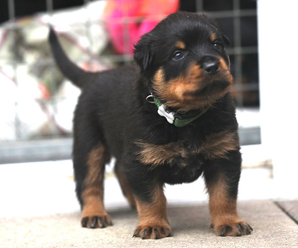 a2-nest week 4 pupfoto 4zq