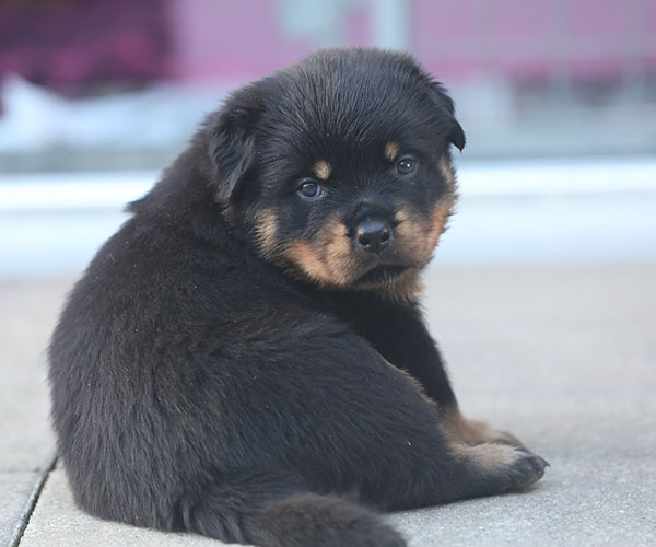 a2-nest week 5 pupfoto 5b