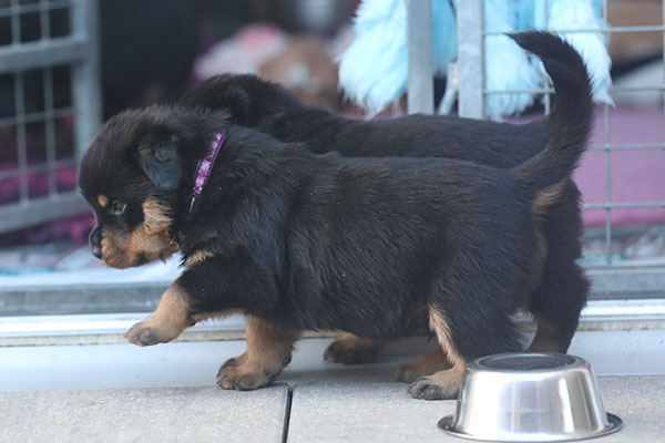 a2-nest week 5 pupfoto 5c