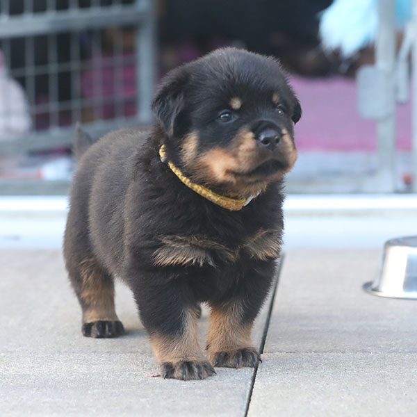 a2-nest week 5 pupfoto 5f