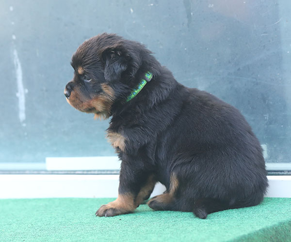 a2-nest week 5 pupfoto 5g