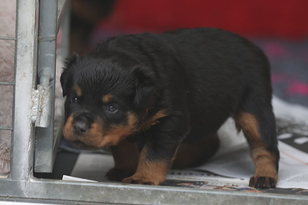 a2-nest week 5 pupfoto 5j