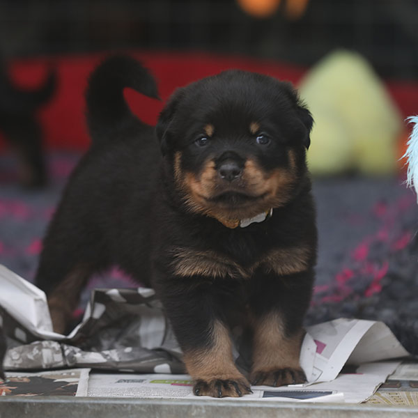 a2-nest week 5 pupfoto 5k