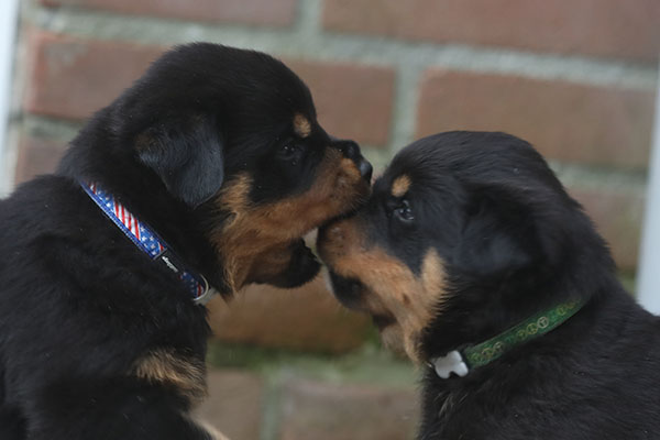 a2-nest week 5 pupfoto 5o