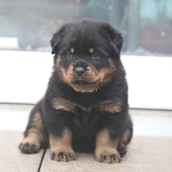 a2-nest week 5 pupfoto 5r