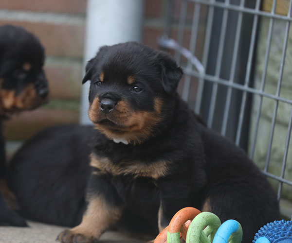 a2-nest week 5 pupfoto 5s