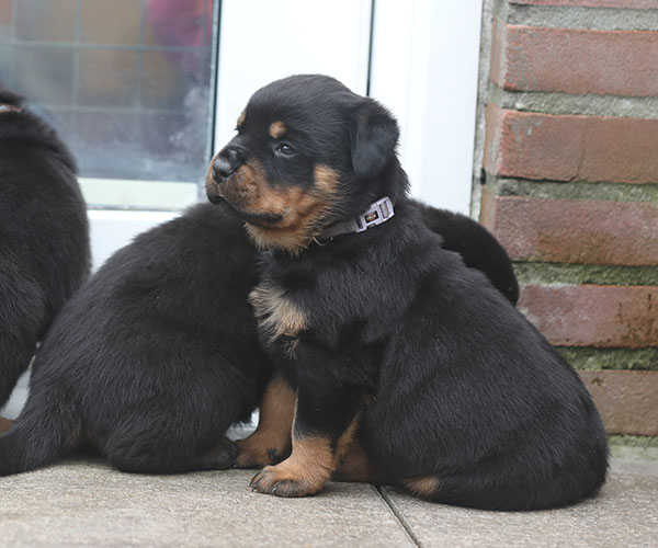 a2-nest week 5 pupfoto 5t