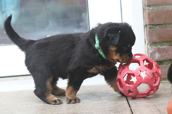 a2-nest week 5 pupfoto 5u