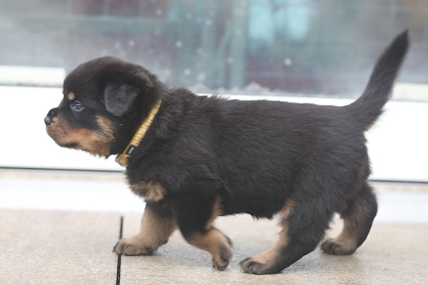 a2-nest week 5 pupfoto 5v