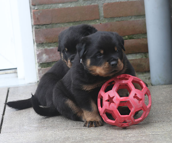 a2-nest week 5 pupfoto 5y