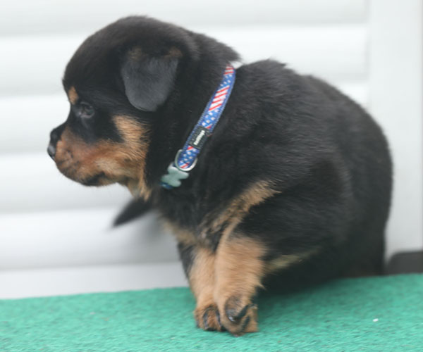 a2-nest week 5 pupfoto 5z